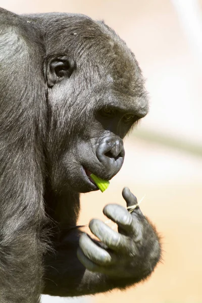 Heranwachsende Gorillaweibchen Flachland — Stockfoto