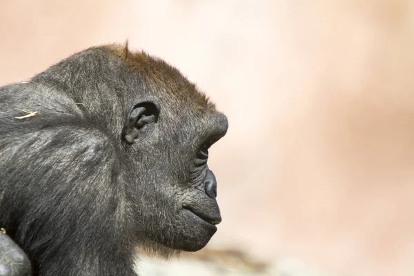 Adolescente Baixa Terra Gorila Fêmea — Fotografia de Stock