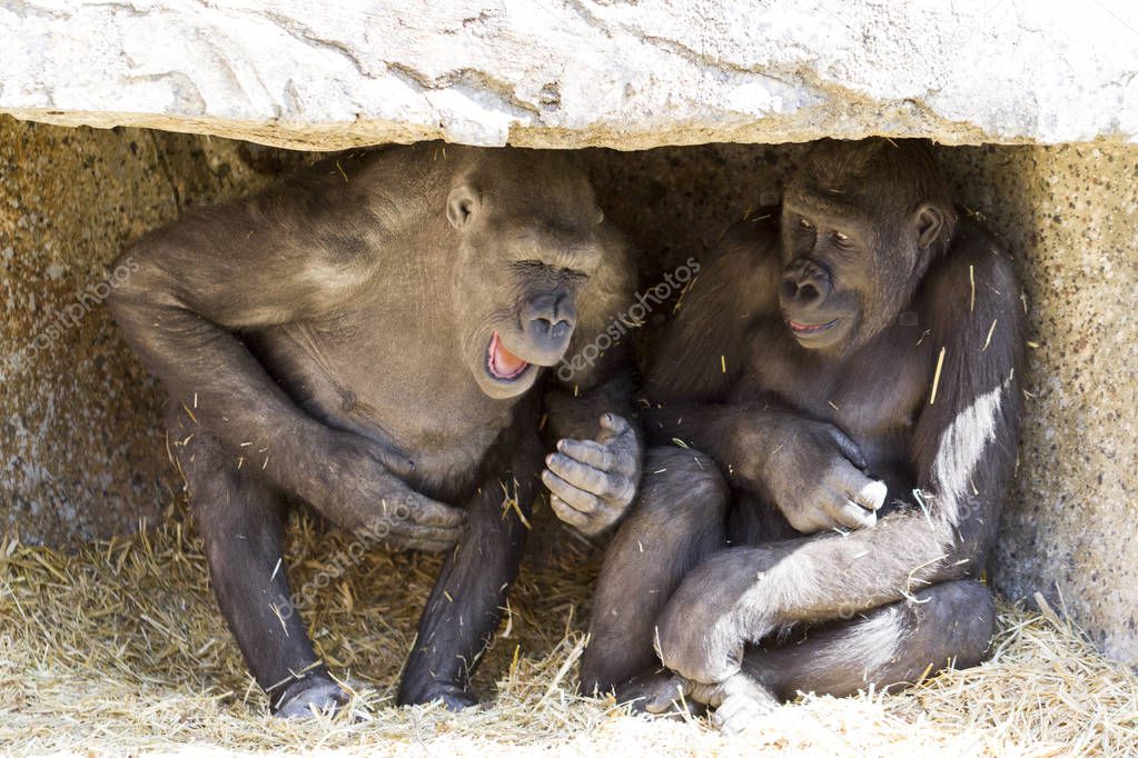 Two young playful gorillas