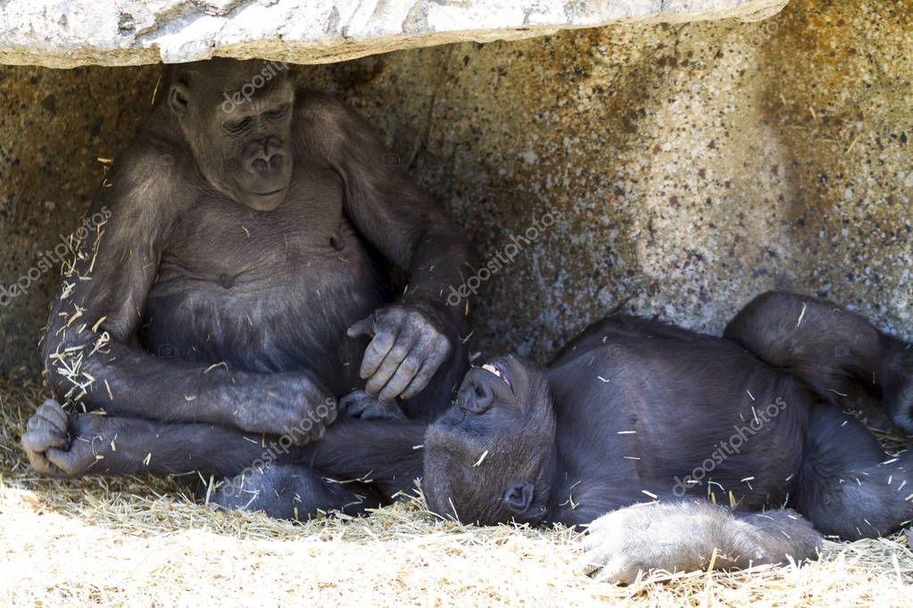 Two young playful gorillas