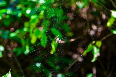 Çimlerin üzerinde çiy damlaları olan örümcek ağı