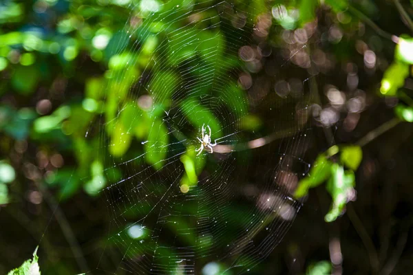 Spider Web Dew Drops Grass — Stock Photo, Image