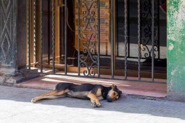 Köpek gölgede yatıyor.