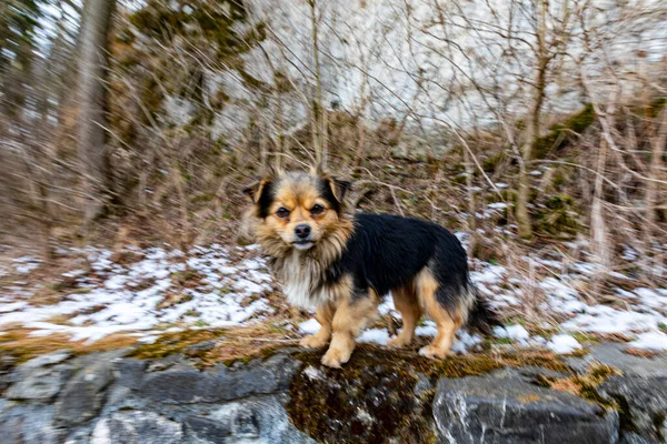 Милая Пушистая Собака Заснеженном Лесу — стоковое фото