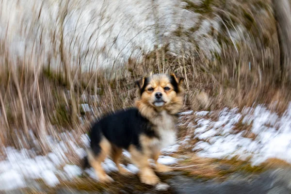 Karlı Ormanda Sevimli Tüylü Bir Köpek — Stok fotoğraf