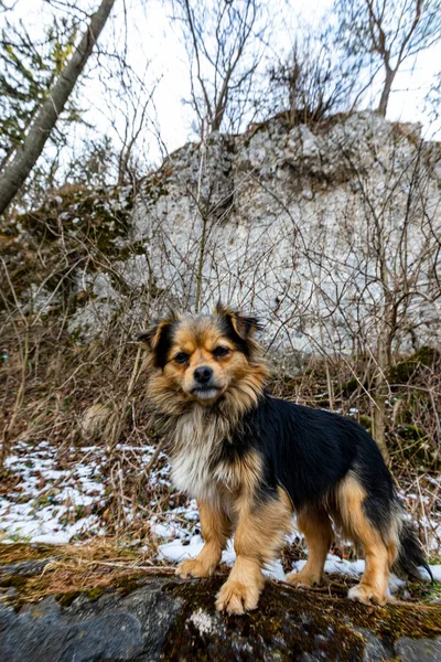 Karlı Ormanda Sevimli Tüylü Bir Köpek — Stok fotoğraf