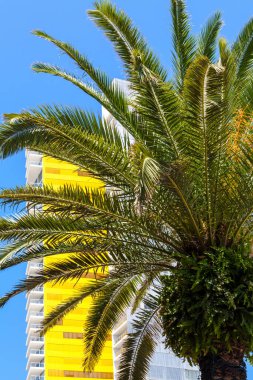 Arkasında yeşil yapraklar olan bir palmiye ağacı.