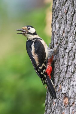 Ağaç gövdesine tünemiş büyük ağaçkakan
