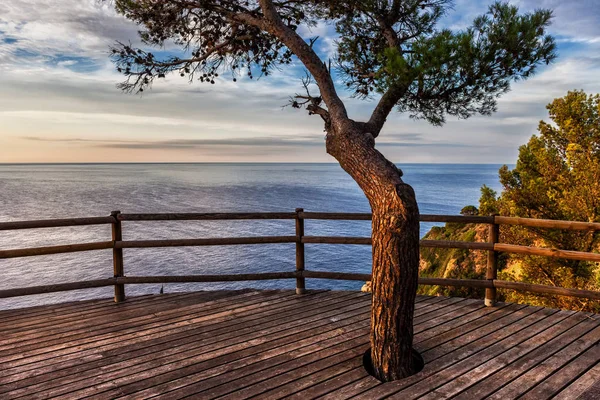 Soluppgång Havet Från Viewpoint Terrass Med Ett Träd Tossa Mar — Stockfoto
