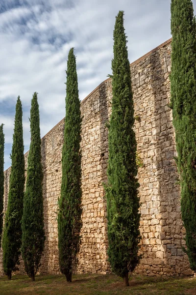 Árvores Altas Perenes Longo Passeig Muralla Fortificação Antiga Muralha Romana — Fotografia de Stock