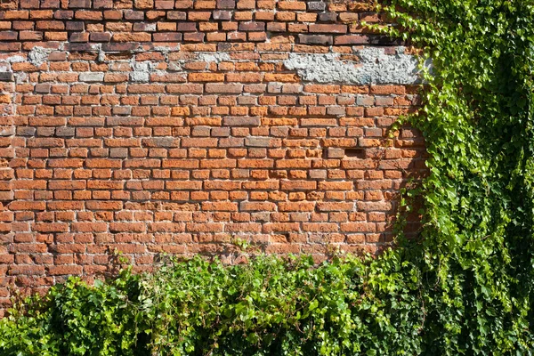 Vieux Mur Briques Espace Copie Fond Avec Des Plantes Vertes — Photo