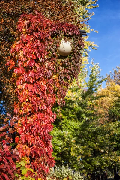 Bitki Kırmızı Ile Tırmanma Park Lambası Canlı Sonbahar Yaprakları Yaprakları — Stok fotoğraf
