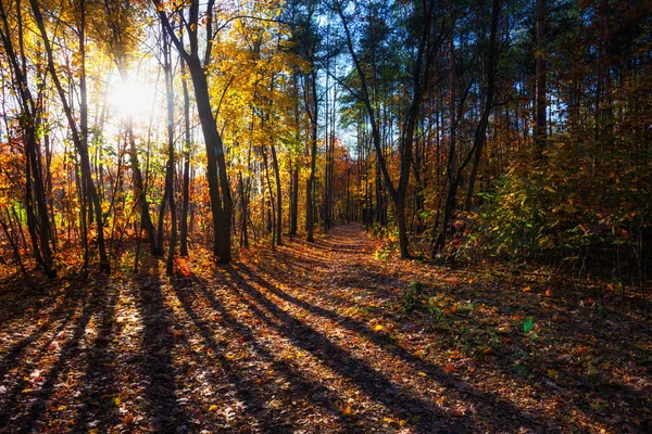 Herfst Bos Bij Zonsondergang Met Stralen Van Het Zonlicht Schijnt — Stockfoto