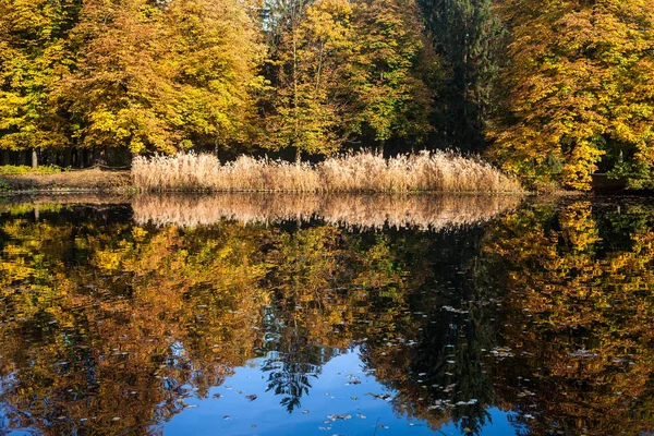 Höstträd Med Reflektion Sjön Vid Lazienki Parken Royal Bad Warszawa — Stockfoto