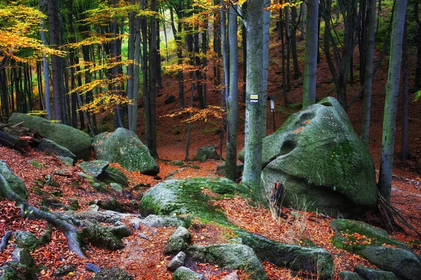 Horský lesní podzimní krajina — Stock fotografie