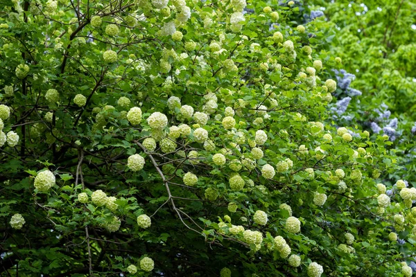 Viburnum Οπότολος roseum Ευρωπαϊκός Κράνμπερριμπους — Φωτογραφία Αρχείου