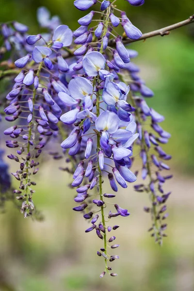 Chinese Wisteria Sinensis Blooming Flower — Stock Photo, Image