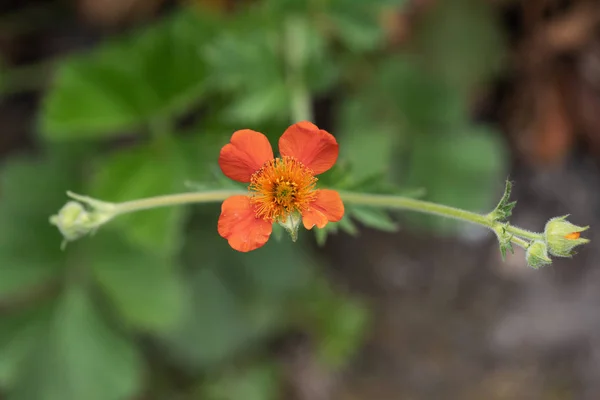 Geum Coccineum Red Avens Blooming Flower — Stok Foto