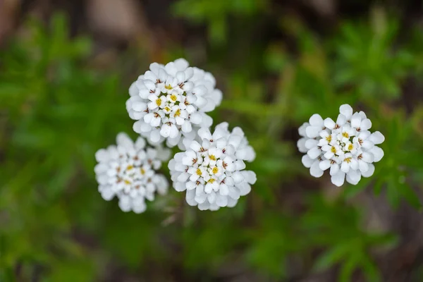 Iberis sempervirens Evergreen candytuft — Fotografia de Stock