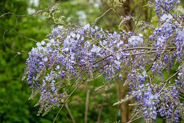 Chinese Wisteria Sinensis Blooming Flowers — Stock Photo, Image