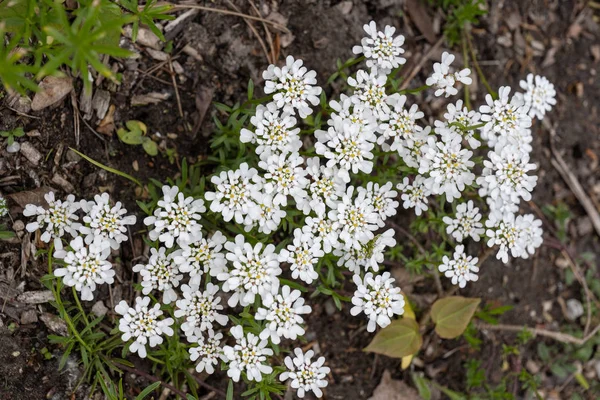 Iberis sempervirens Evergreen candytuft — Fotografia de Stock