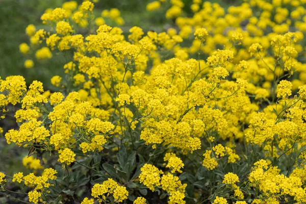 Aurinia Saxatilis Golden Alyssum Flowers — стоковое фото