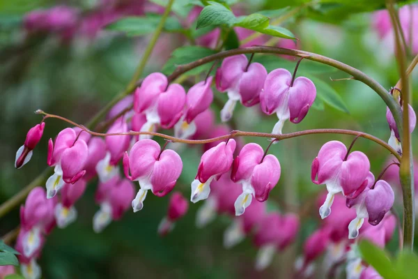 Lamprocapnos Spectabilis Bleeding Heart Flowers — Stock Photo, Image