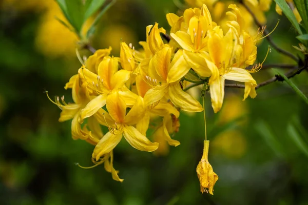 Рододендрон Luteum Sweet Yellow Azza Flower — стоковое фото