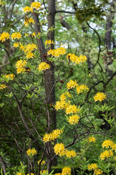 Rhododendron Luteum Sweet Yellow Azalea Flowers — Stock Photo, Image