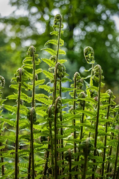Ortak lady fern — Stok fotoğraf