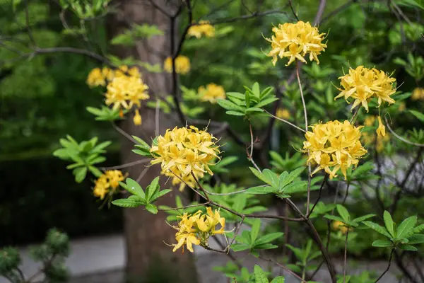 Rhododendron Luteum Sweet Yellow Azalea Flowers — Stock Photo, Image