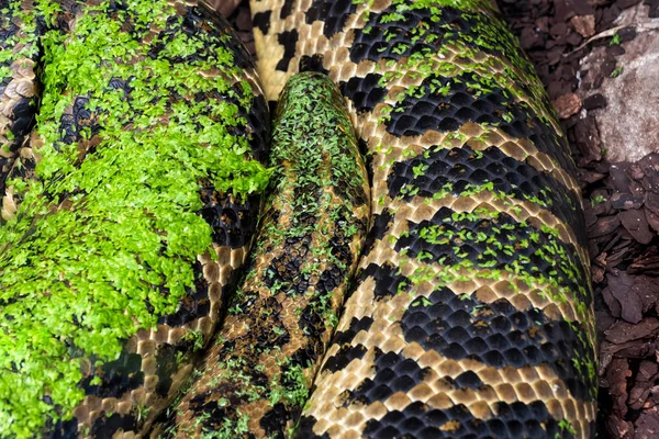 Serpiente Anaconda Amarilla — Foto de Stock