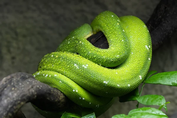 Green Tree Python Coiled Up On Branch — Stock Photo, Image