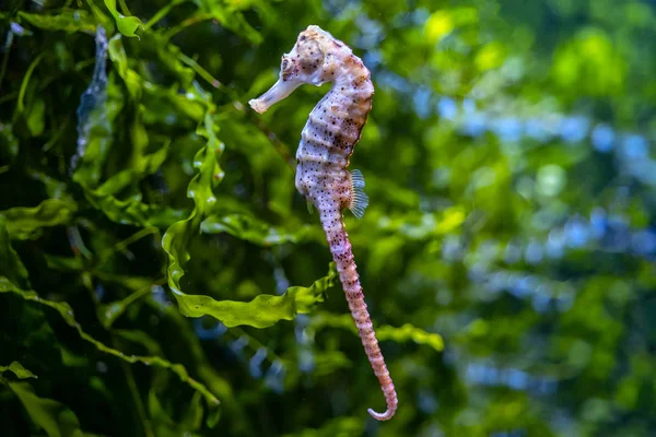 Single Seahorse przeciw zielonym roślinom — Zdjęcie stockowe