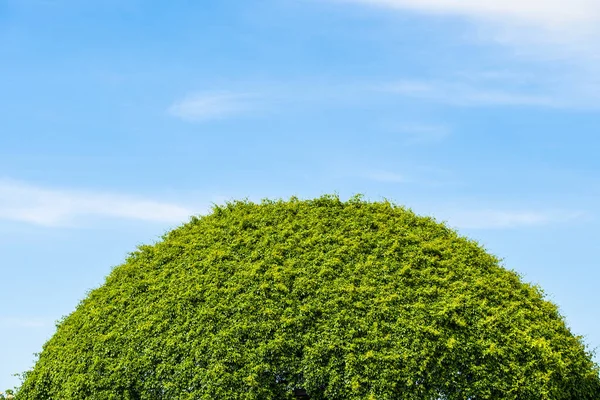 Abstrato meia bola cúpula feita de plantas verdes — Fotografia de Stock