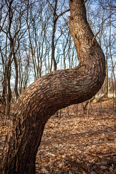 Crooked Old Pine Tree w lesie — Zdjęcie stockowe