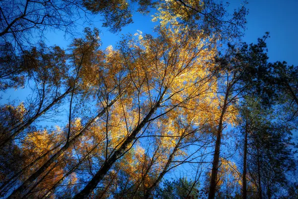 Herfst bos bomen verlicht door het zonlicht — Stockfoto