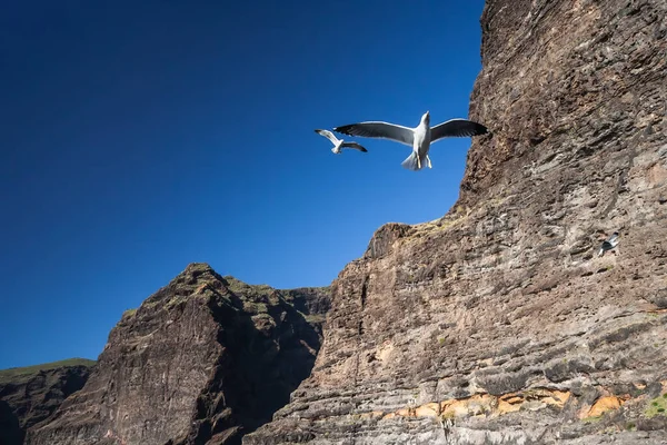 Seagull Flying Los Gigantes Cliffs Γίγαντες Στην Τενερίφη Κανάρια Νησιά — Φωτογραφία Αρχείου