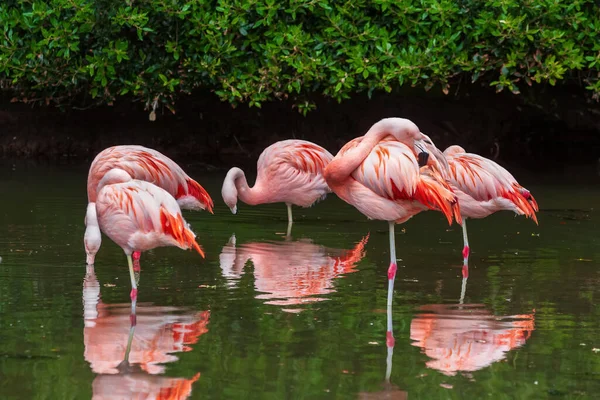 Chilean Flamingo Phoenicopterus Chilensis Birds Pond Family Phoenicopteridae Region South — Stock Photo, Image