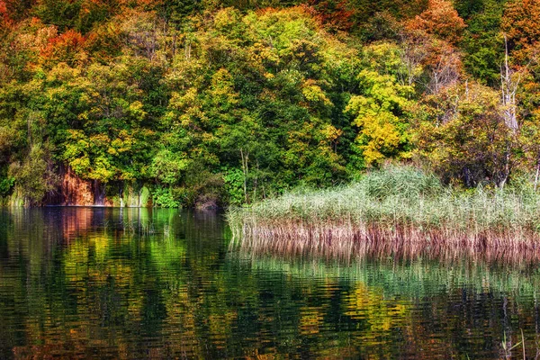 See Mit Schilf Und Herbstbäumen Des Waldes Mit Spiegelung Wasser — Stockfoto