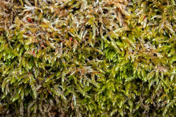 Moss Plants Macro Dense Vegetation Background Texture — Stock Photo, Image
