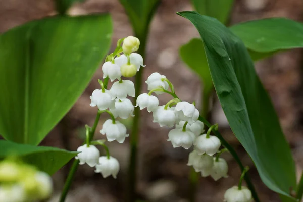 Lily Valley Convallaria Majalis Plants White Blooming Flowers Green Stems — Stock Photo, Image