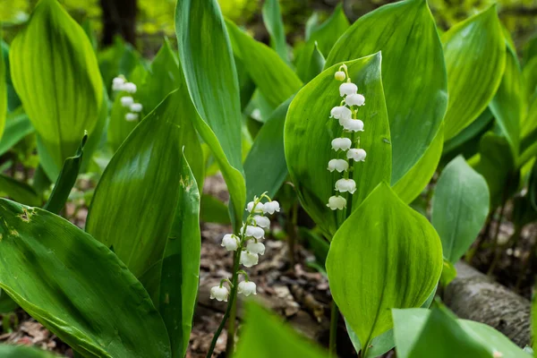 Lily Valley Convallaria Majalis Plants White Blooming Flowers Green Stems — Stock Photo, Image