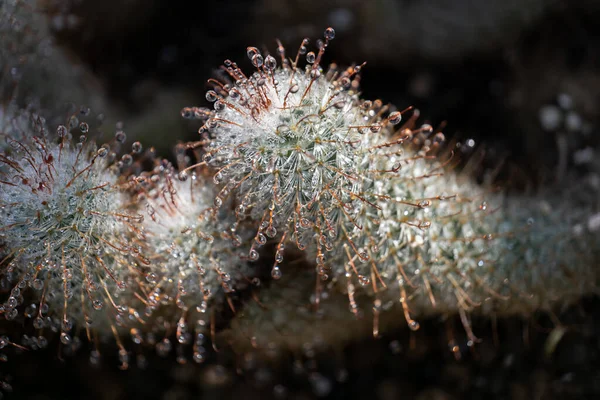 Echinocereus Cacto Com Gotas Água Família Cactaceae Região México — Fotografia de Stock