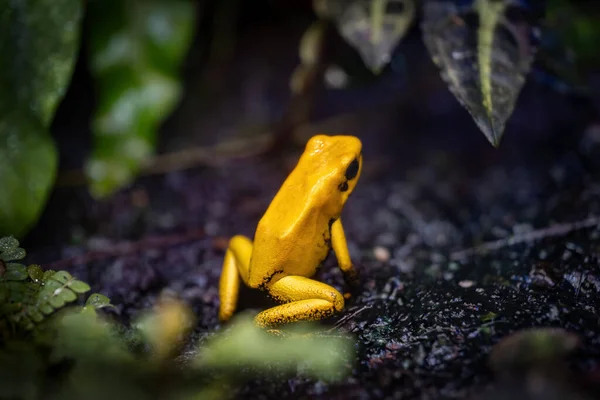 黄金の毒カエル Phyllobates Frebilis 高毒性両生類科 デンドロバチダイ コロンビアの太平洋岸に固有の — ストック写真