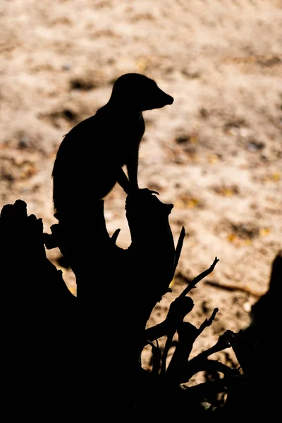 Meerkat Suricata Suricatta Vaktpost Siluett Surikat Vakt Trädstam Liten Mungo — Stockfoto