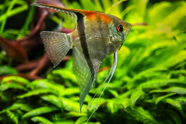 Pterophyllum Scalare Süßwasser Rotschulter Manacapuru Skalare Familie Cichlidae — Stockfoto