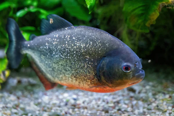 Piranha Barriga Vermelha Pygocentrus Nattereri Peixe Água Doce Família Serrasalmidae — Fotografia de Stock