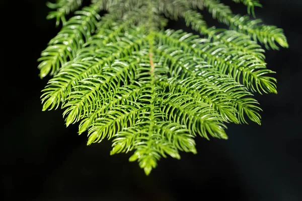 Araucaria Heterophylla Borovicová Větev Norfolk Jehlami Makro Cévnatá Rostlina Čeledi — Stock fotografie