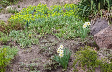 Nergisli bahar kayaları bahçesi, öforbi ve diğer bitkiler.